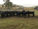 FOR SALE: LOT 6 – 17 Angus and Brangus Steers