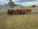 FOR SALE: LOT 8 – 13 Droughtmaster Steers