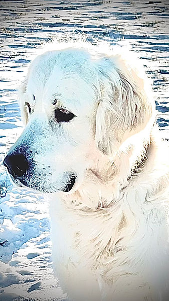 Waldo in the snow! Champion English Creme.