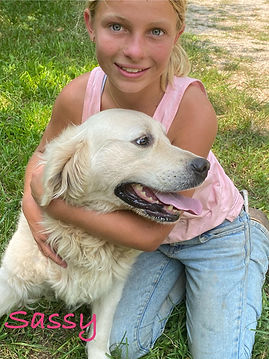 Sassy, English Creme Golden with young girl holding her