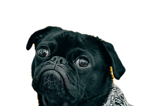 Toshi wearing a knit sweater._edited.png