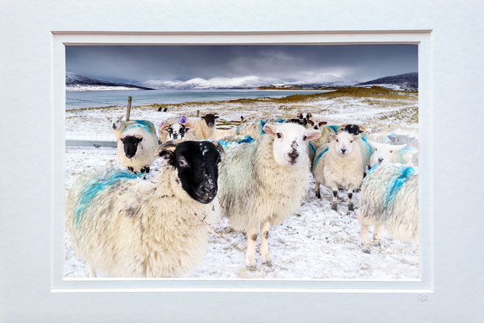 Seilebost Winter Sheep