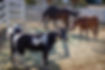 herd-gallery4.jpg
