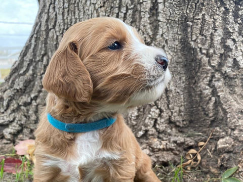 2022 puppy Nutmeg.jpeg