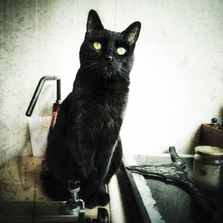 Chat noir