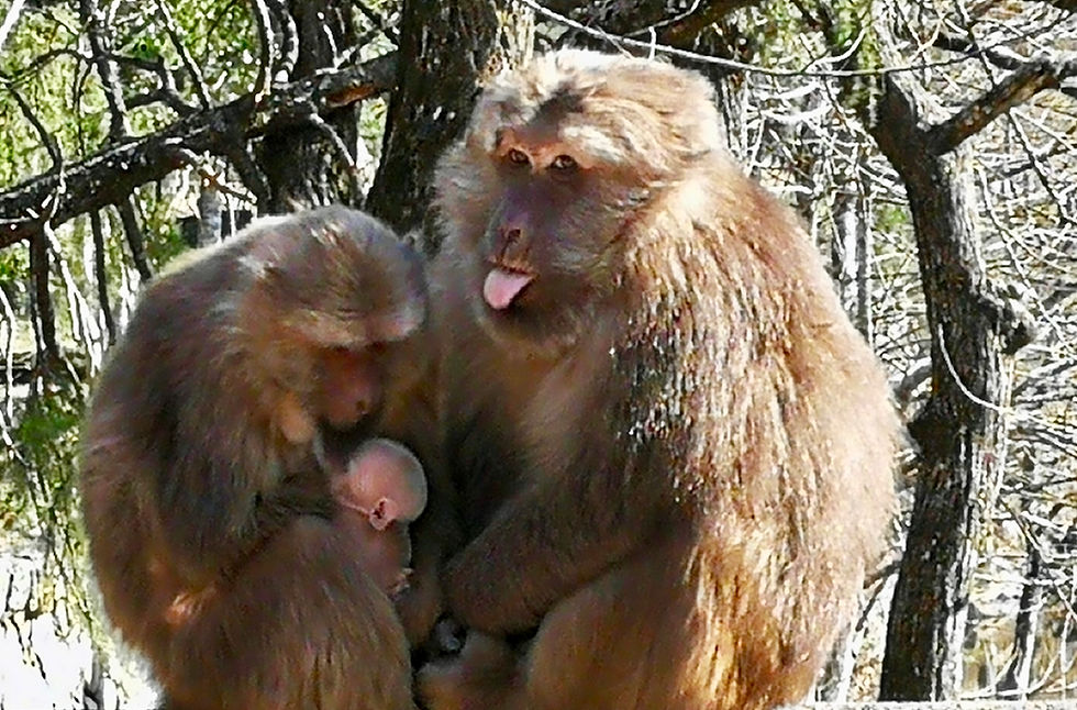 Monkeys in Tong-Mu