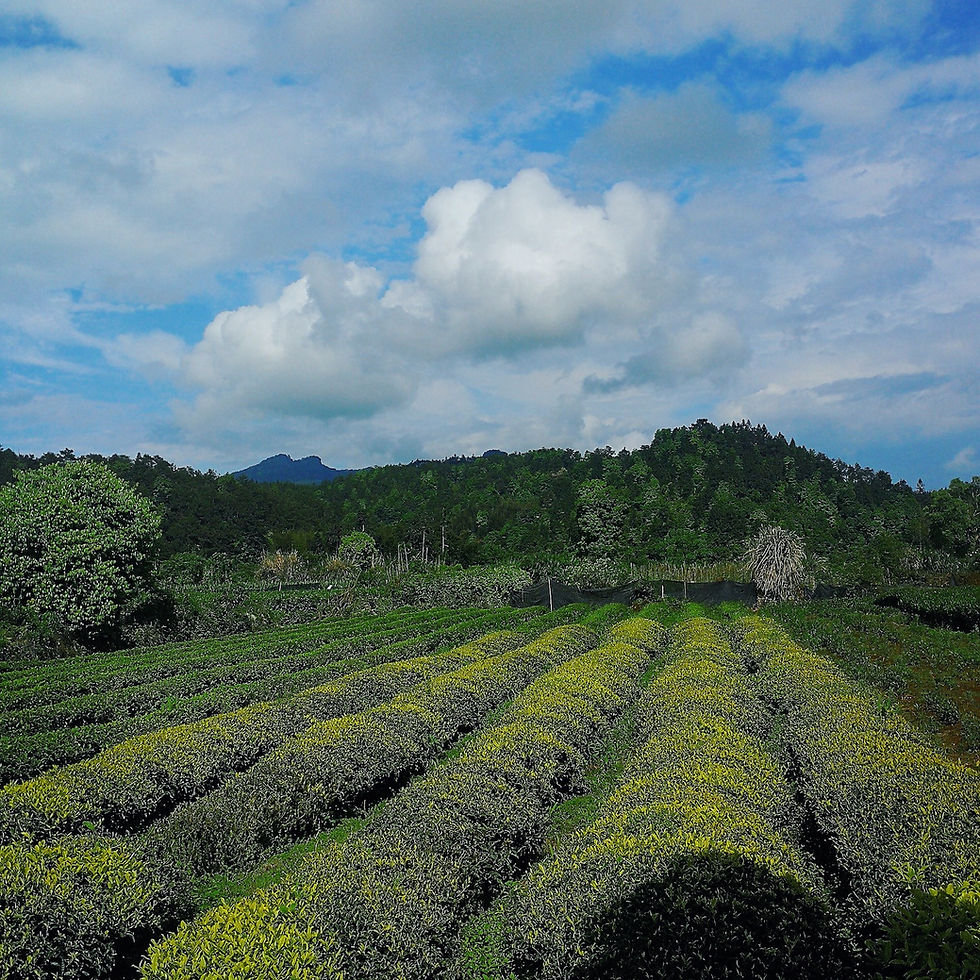 Valley Brook Tea | Blog