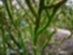Valley Brook Tea | Blog
