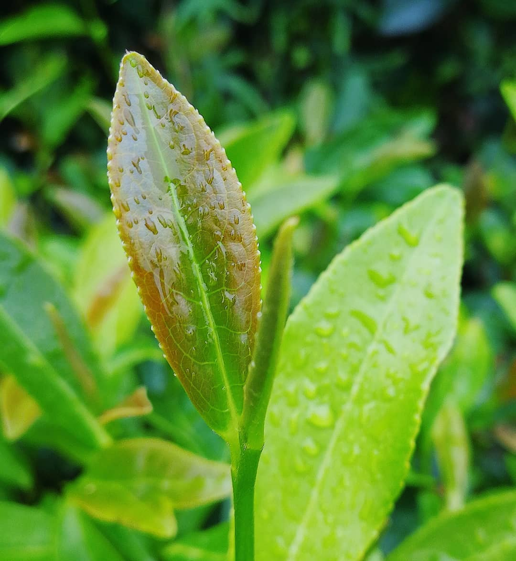 Blog 140 Why Do Tea Plants Like Acidic Soil?