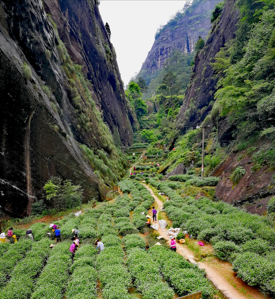 Blog 97 The Naming of Tea Mountain Fields (Wuyi Oolong/Yancha)