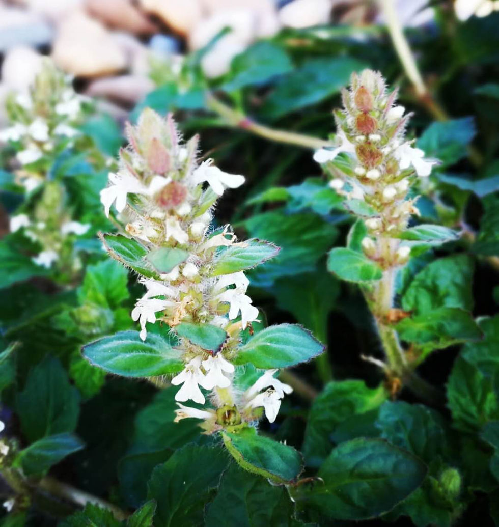 Valley Brook Tea | Blog