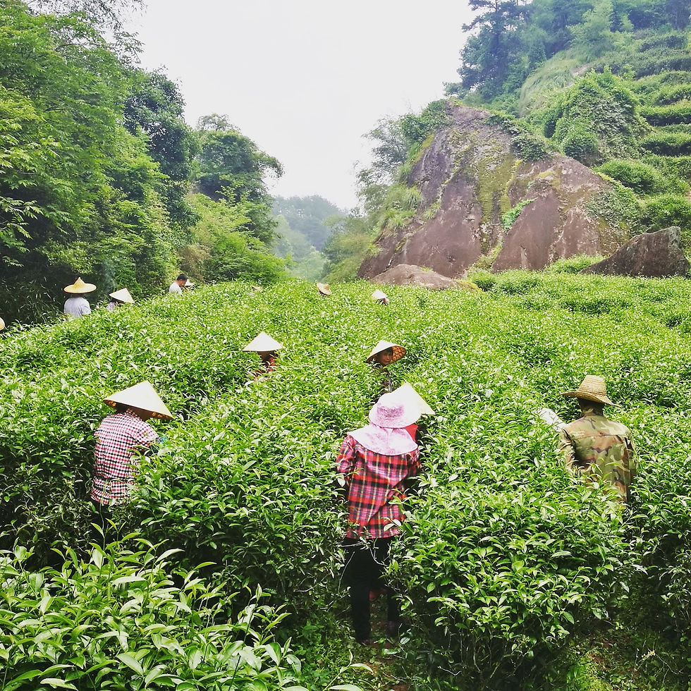 Valley Brook Tea | Blog