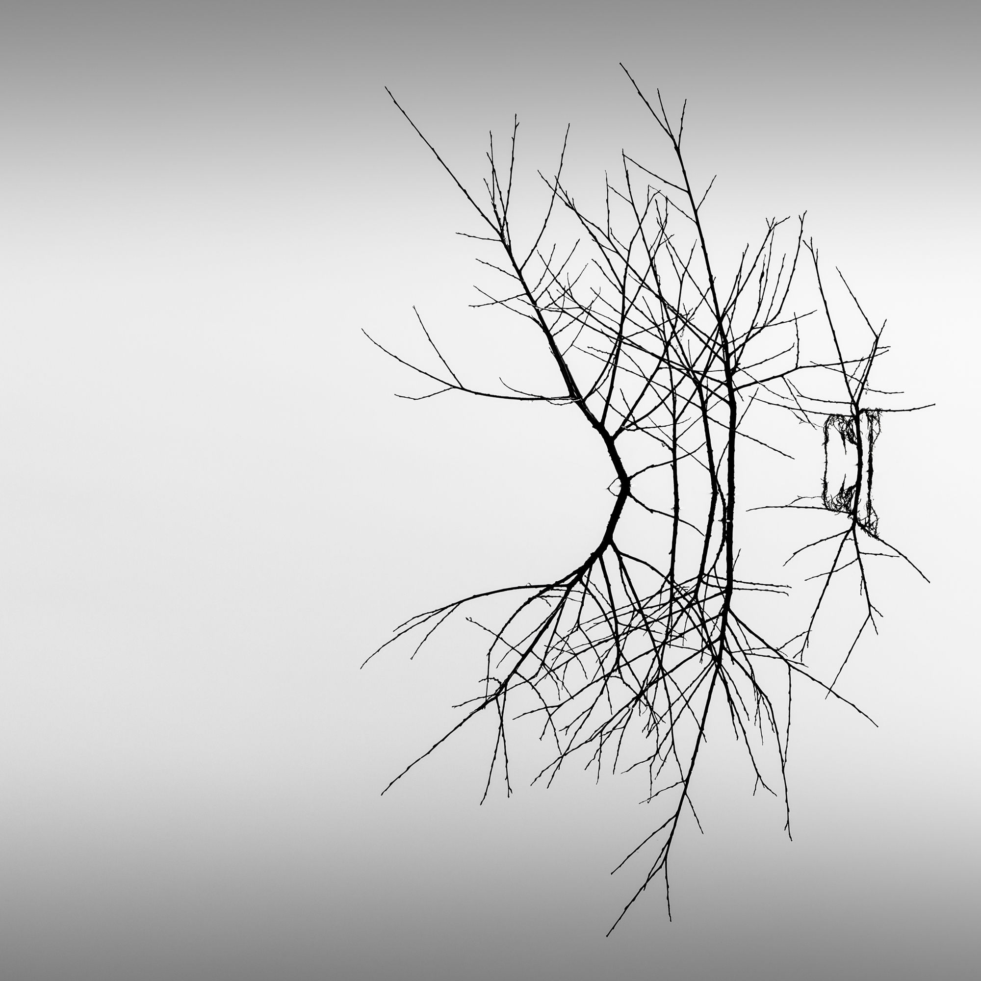 A perfect reflection of a leafless bush in still water by Tim Booth