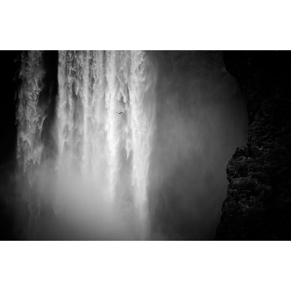 Thumbnail: a lone fulmar flying in front of skogafoss waterfall in Iceland by Tim Booth