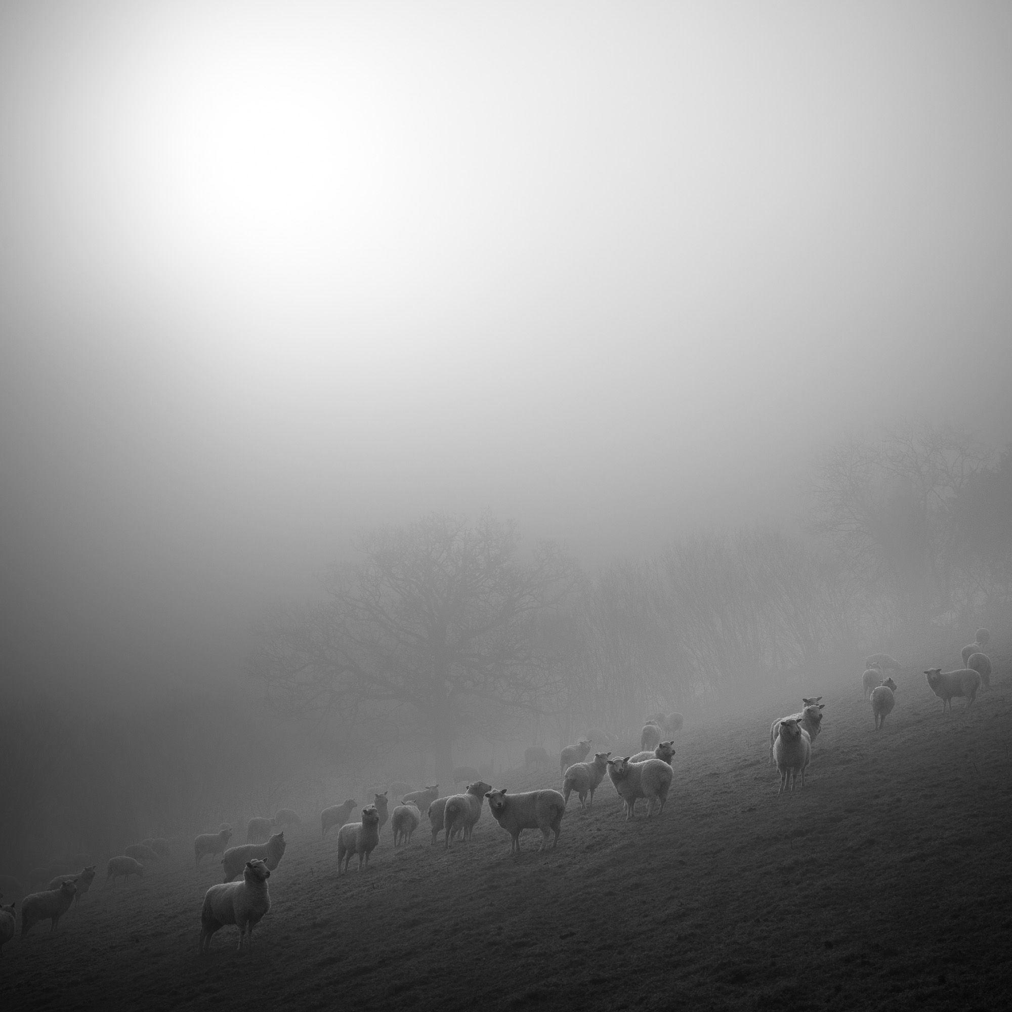 A flock of sheep in the mist on a Dorset hillside in black and white