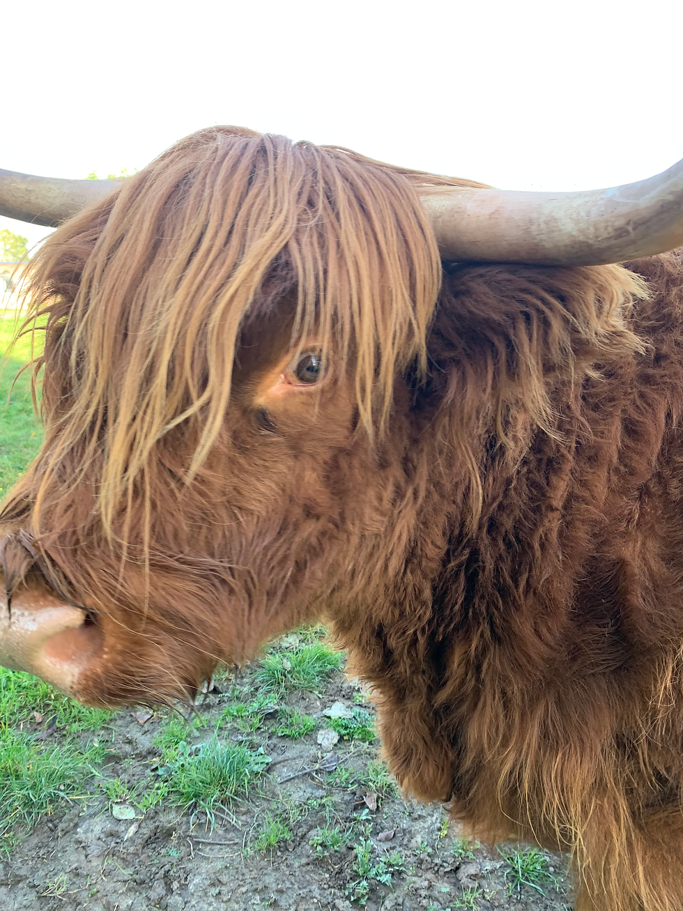 Coquelicot vous surveille