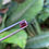 Thumbnail: Almandine Garnet 1.03Ct
