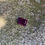 Thumbnail: Rhodolite Garnet 0.65Ct