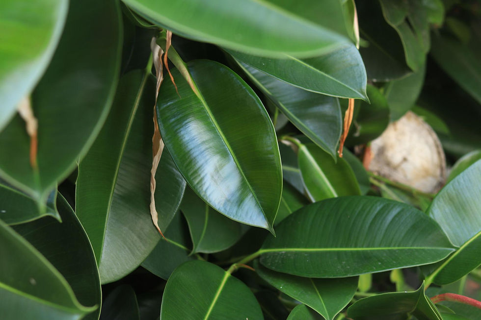 Miniatura: "Ficus" 98" Artificial Tree