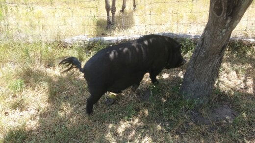 Little Pig, little pig...