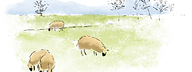 Watercolor sheep in field