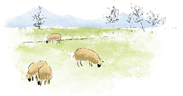 Schapen grazen in de weide