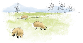 Watercolor sheep in field