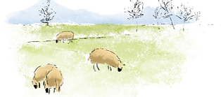 Sheep Grazing Pasture
