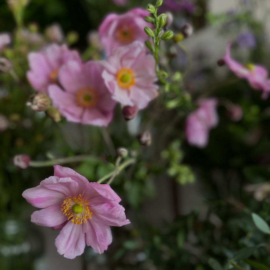 Meadowlark Florals Instagram photo