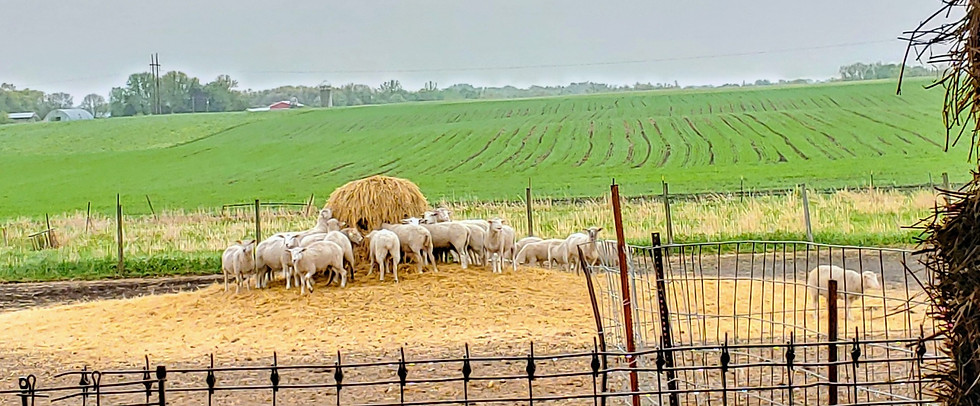 Sheep contently eating hay.