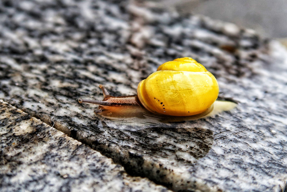 Snailing in the rain