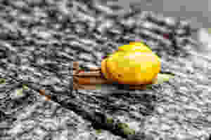 Snailing in the rain