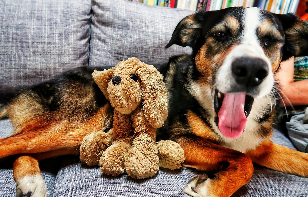 Djeili not being impressed by having to lie with Lassie, who came into my life just after having been born.