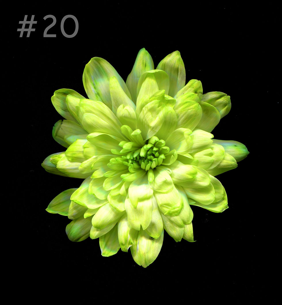 №20 Фисташковый