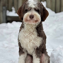 Brunvit hund sitter utomhus i snön.