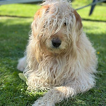 Ljus, långhårig hund vilar på gräset.