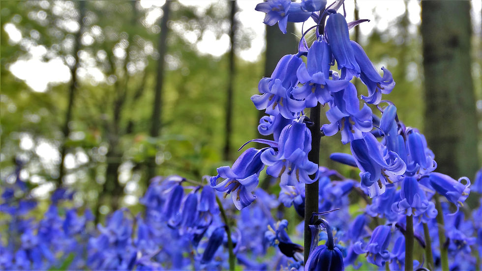 Bluebell Walk (Wanstead Park)