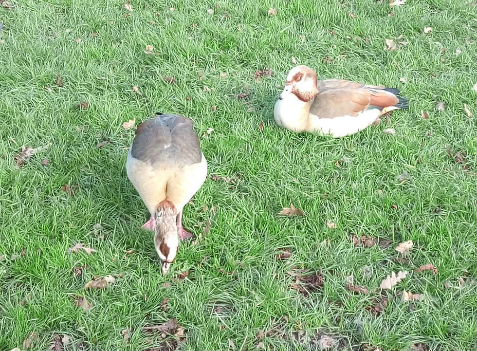 Egyptian Geese near the mansion