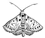 fionabiddington.potter.moth.jpg