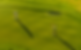Golf cropped.png