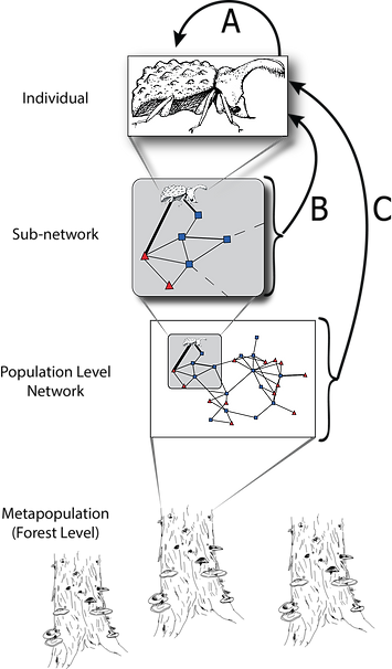 multilevel selection of forked fungus beetle social networks