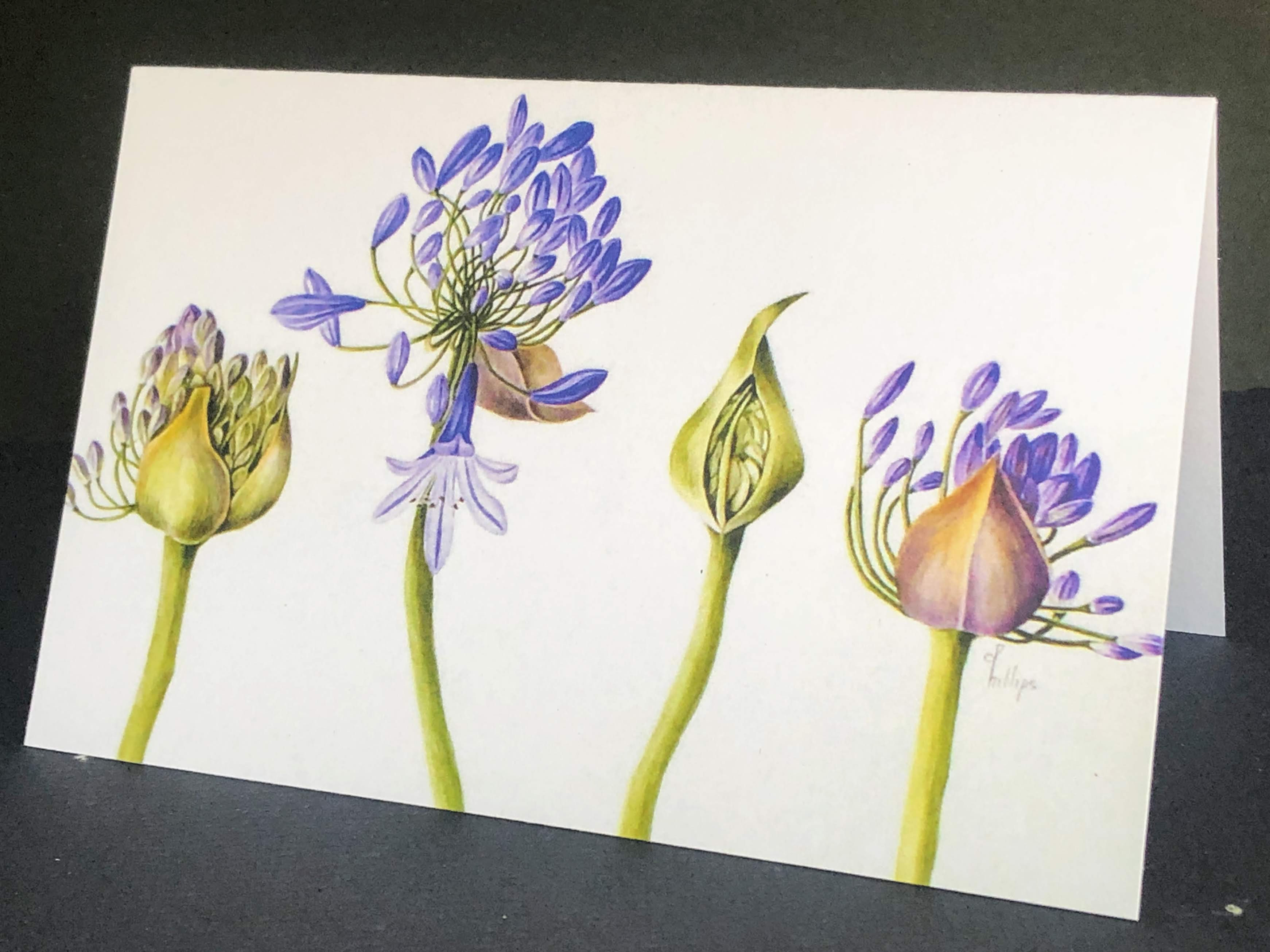 036 Blue Agapanthas Matte