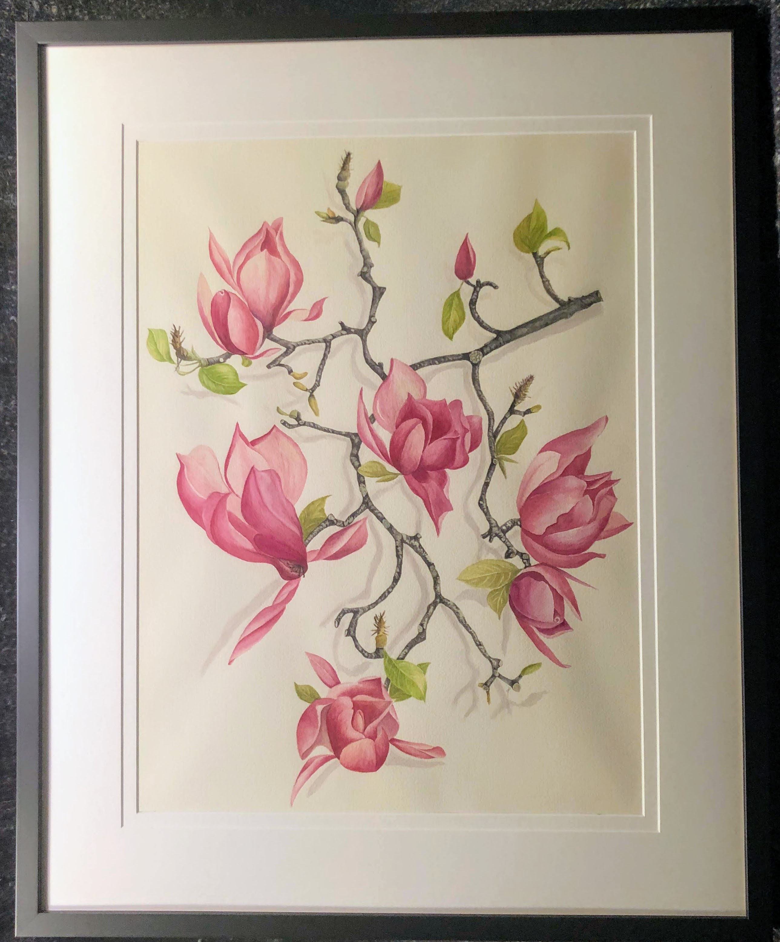 258. Port wine Magnolia