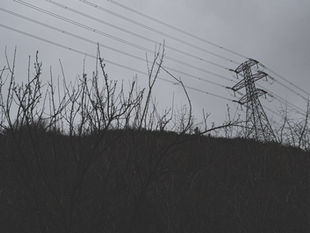 Árboles junto a postes y líneas del tendido eléctrico.