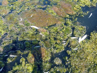La Ligua enfrenta millonaria demanda por humedal de Los Molles