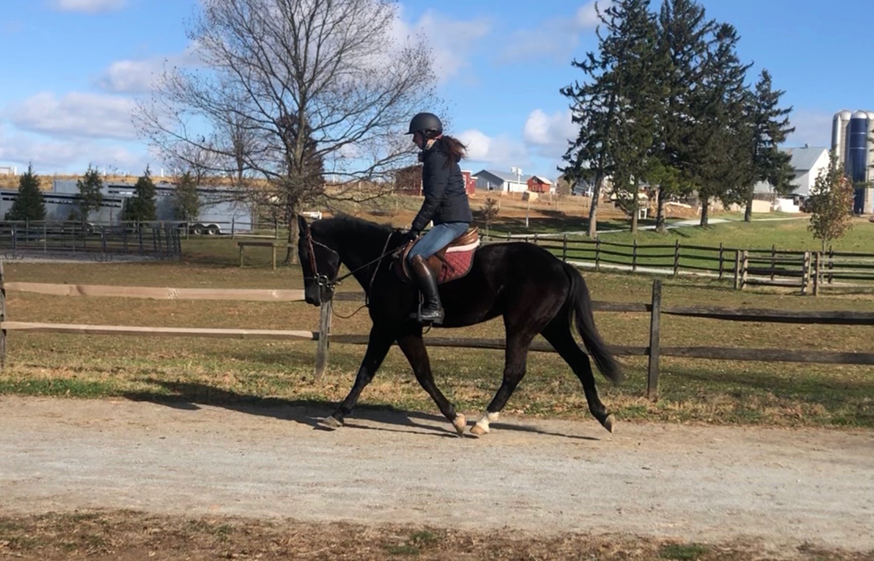 Horses for Sale cmfarms