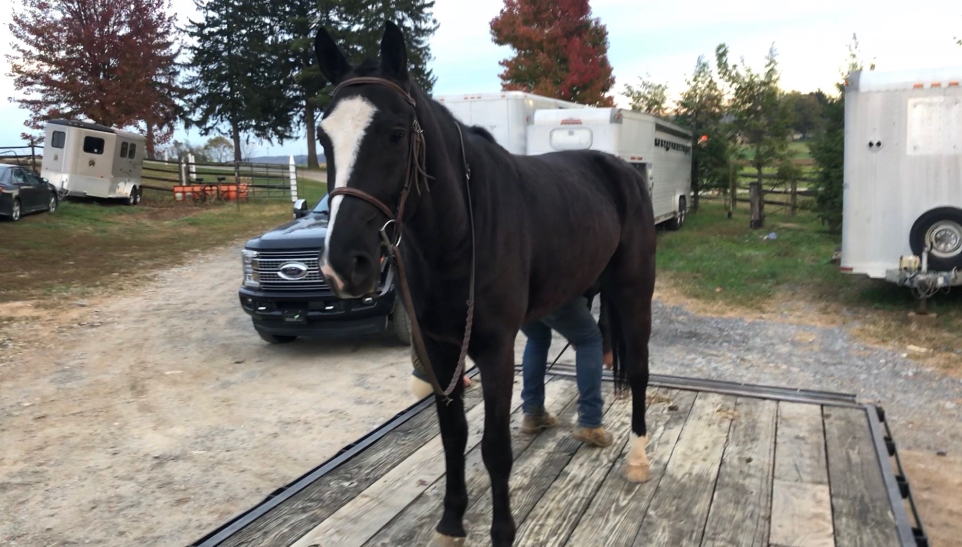 Horses for Sale cmfarms