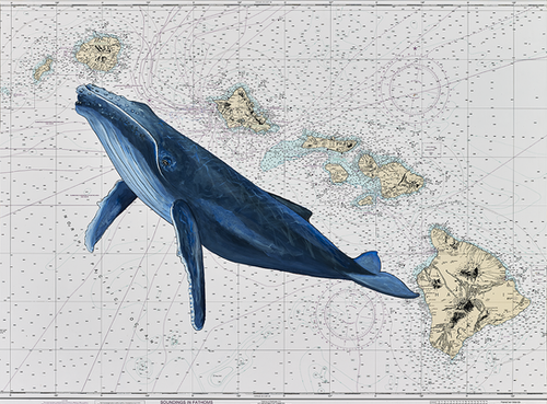 Hanalei The Humpback Hawaiian Island Chart Jeff Lavinsky