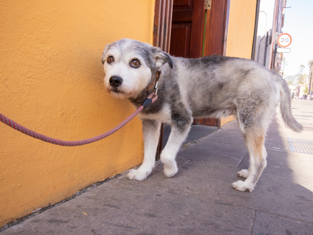 Singapore's "Stray Dog Rehabilitation Facility"!