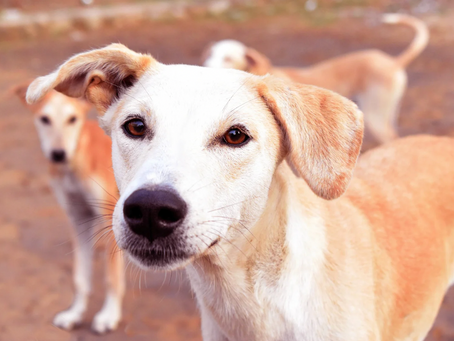 Stray Dogs in Fiji? Not paradise for them...